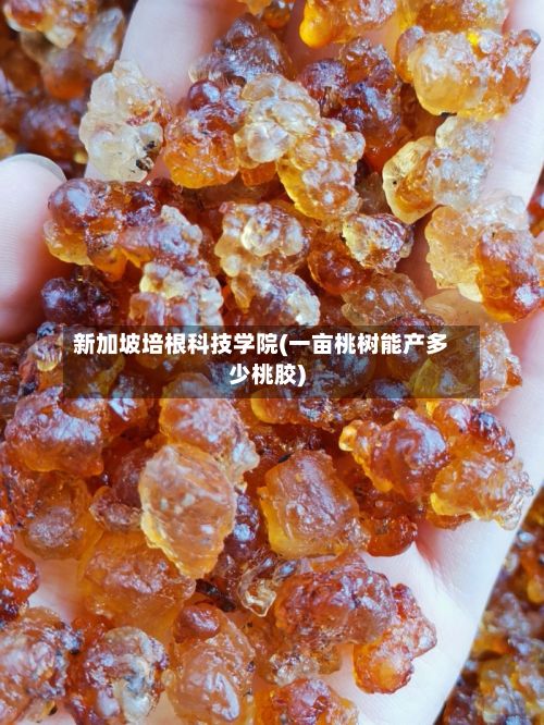 新加坡培根科技学院(一亩桃树能产多少桃胶)-第2张图片