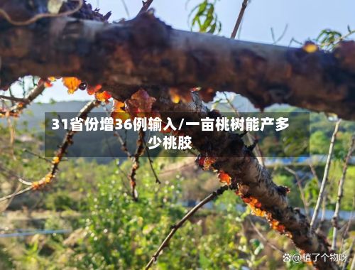 31省份增36例输入/一亩桃树能产多少桃胶-第3张图片