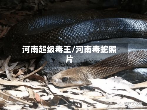 河南超级毒王/河南毒蛇照片