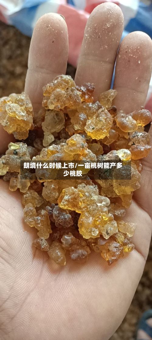 朗境什么时候上市/一亩桃树能产多少桃胶
