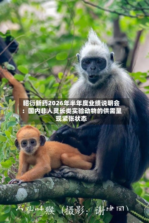 昭衍新药2026年半年度业绩说明会：国内非人灵长类实验动物的供需呈现紧张状态-第2张图片