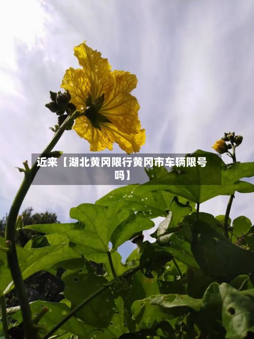 近来【湖北黄冈限行黄冈市车辆限号吗】-第3张图片