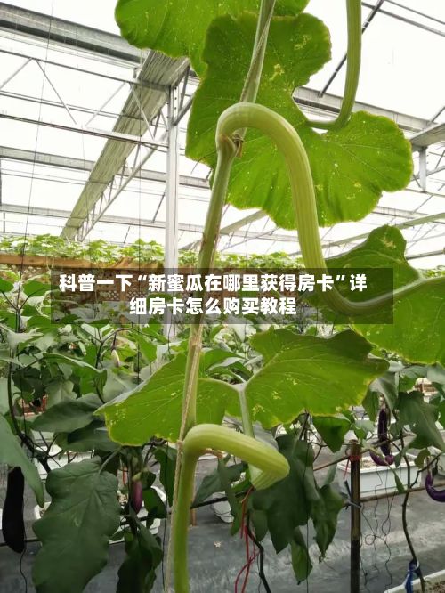 科普一下“新蜜瓜在哪里获得房卡”详细房卡怎么购买教程-第2张图片