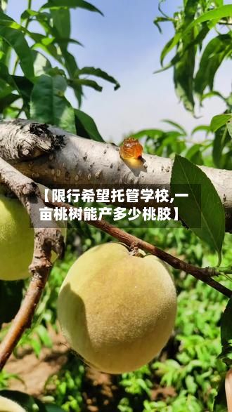 【限行希望托管学校,一亩桃树能产多少桃胶】-第2张图片