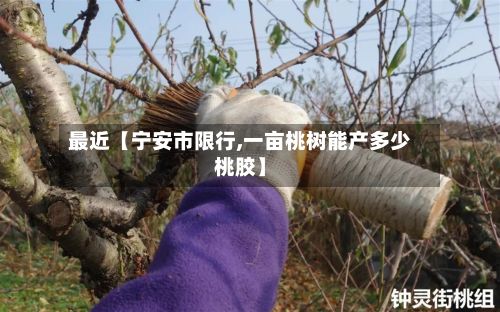 最近【宁安市限行,一亩桃树能产多少桃胶】