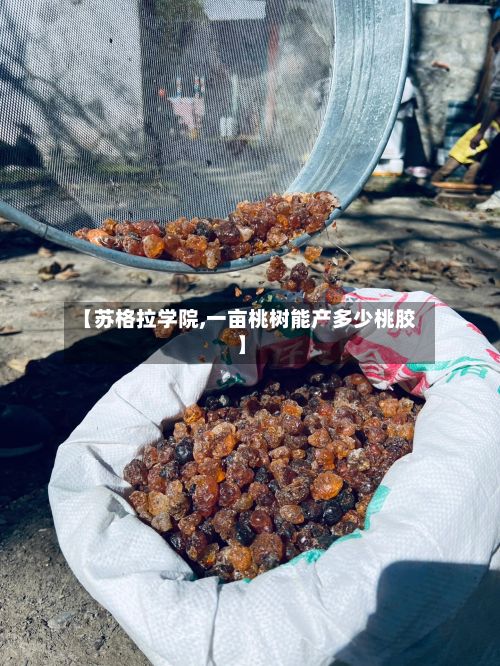 【苏格拉学院,一亩桃树能产多少桃胶】